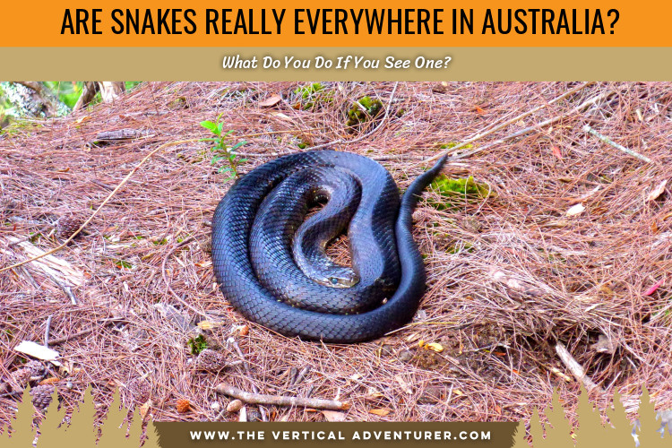 Are Snakes Really Everywhere in Australia? What Do You Do If You See One?