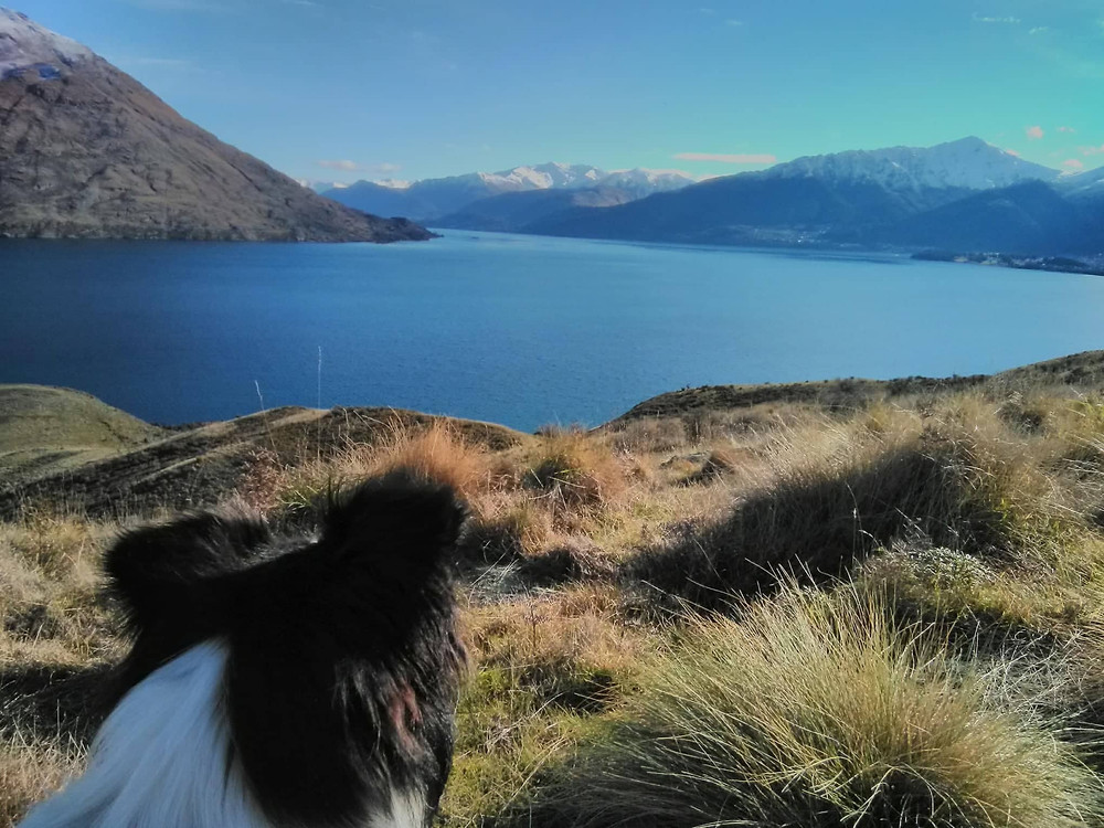 Free Things to Do in Queenstown- Dog Walking