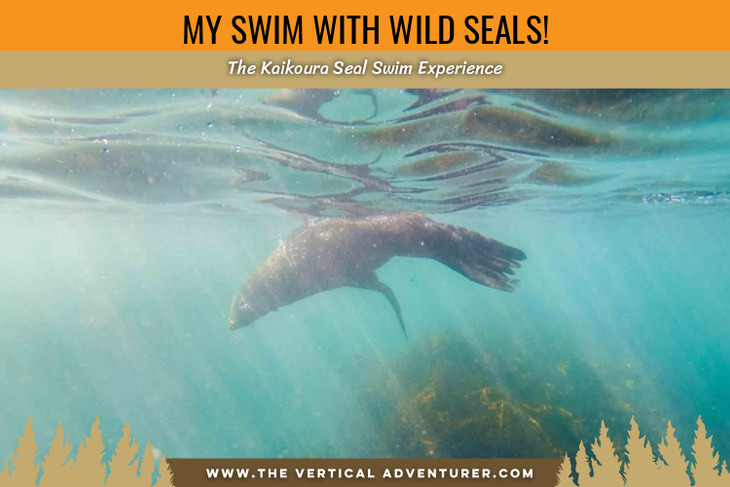 My Swim With Wild Seals! The Kaikoura Seal Swim Experience.
