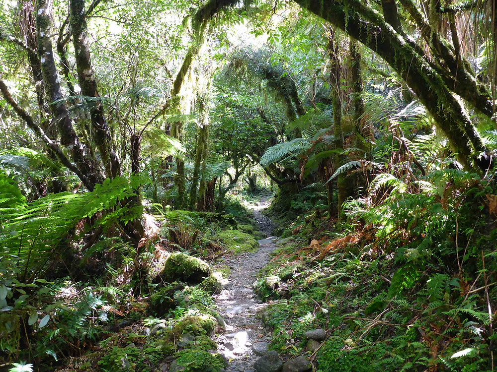 Copland Track Hike & Welcome Flat Hot Pools