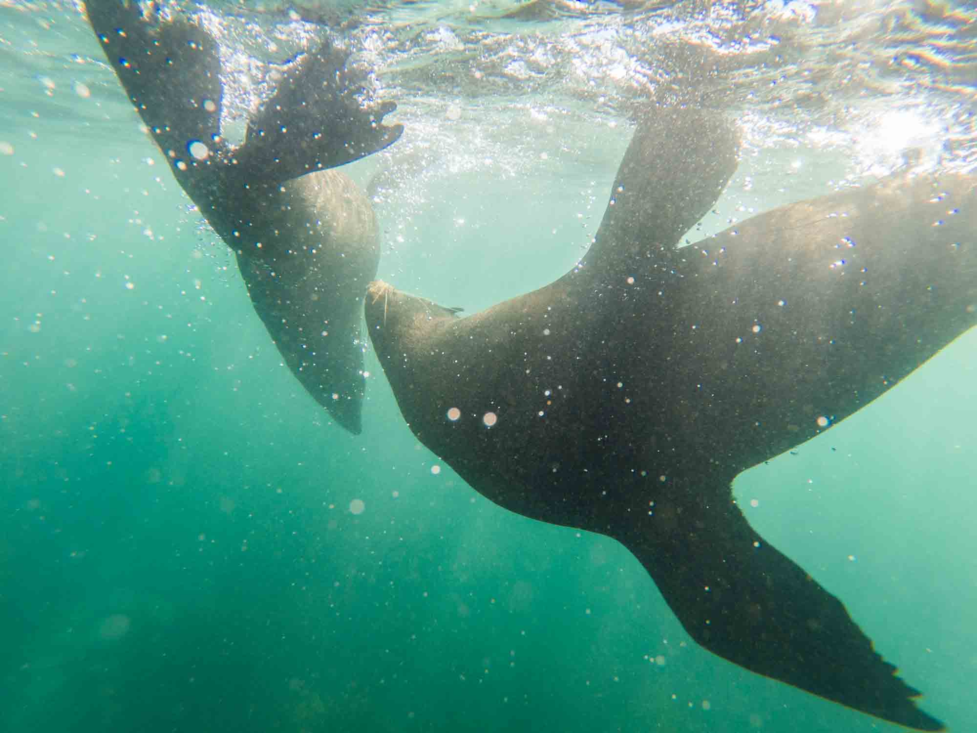 seal swim Kaikoura