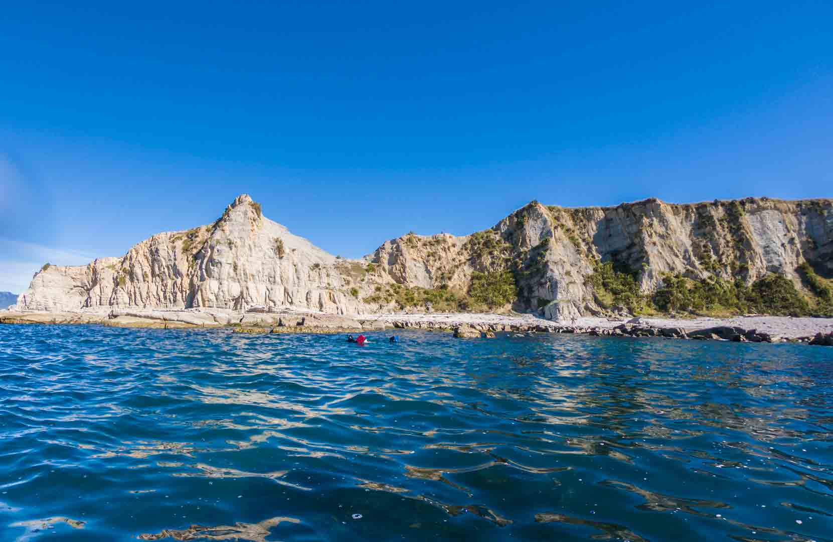 seal swim Kaikoura
