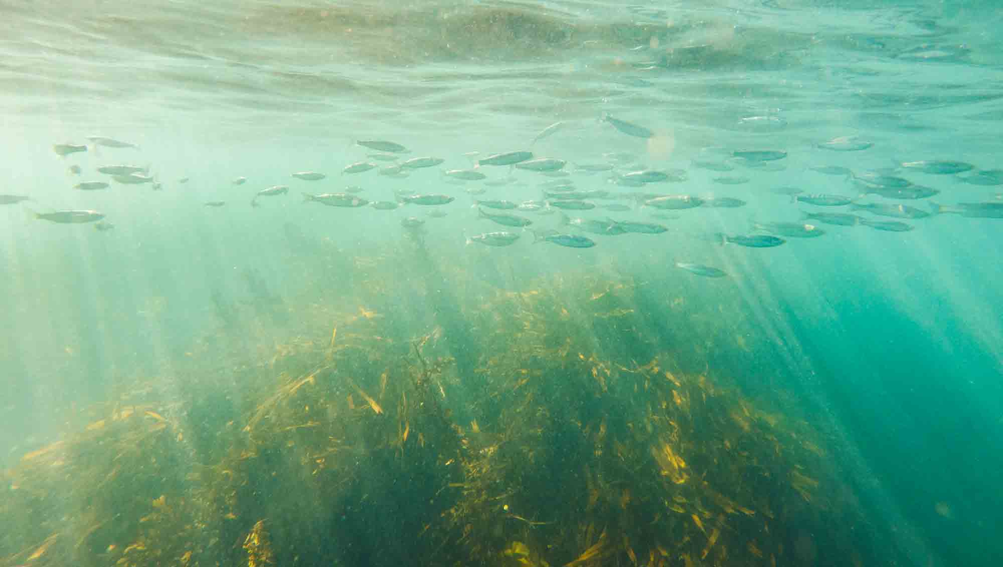 seal swim Kaikoura- fish
