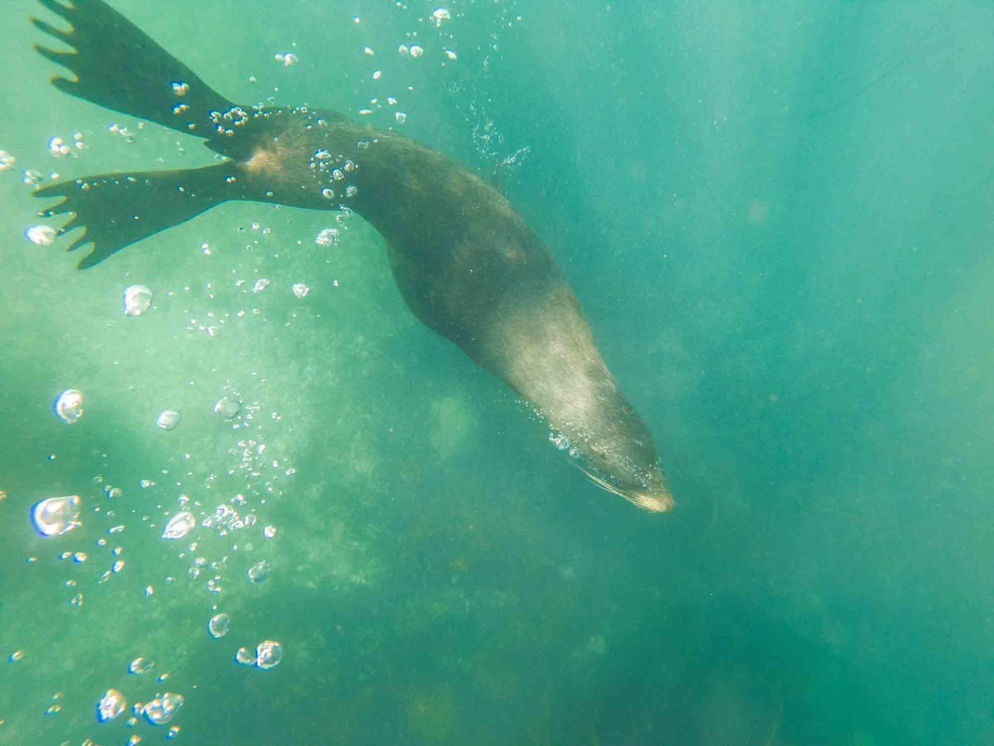 seal swim Kaikoura