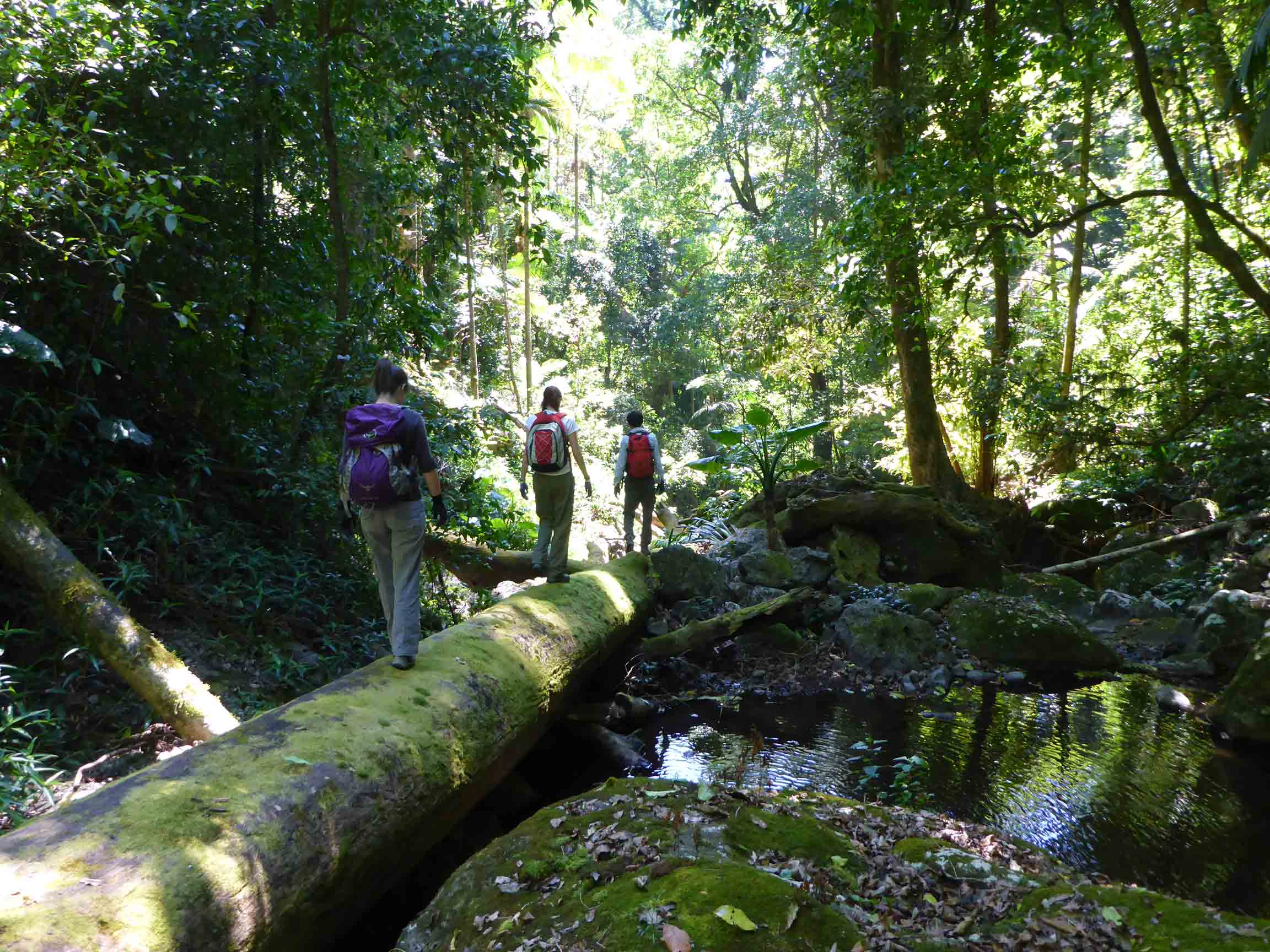 Lamington National Park