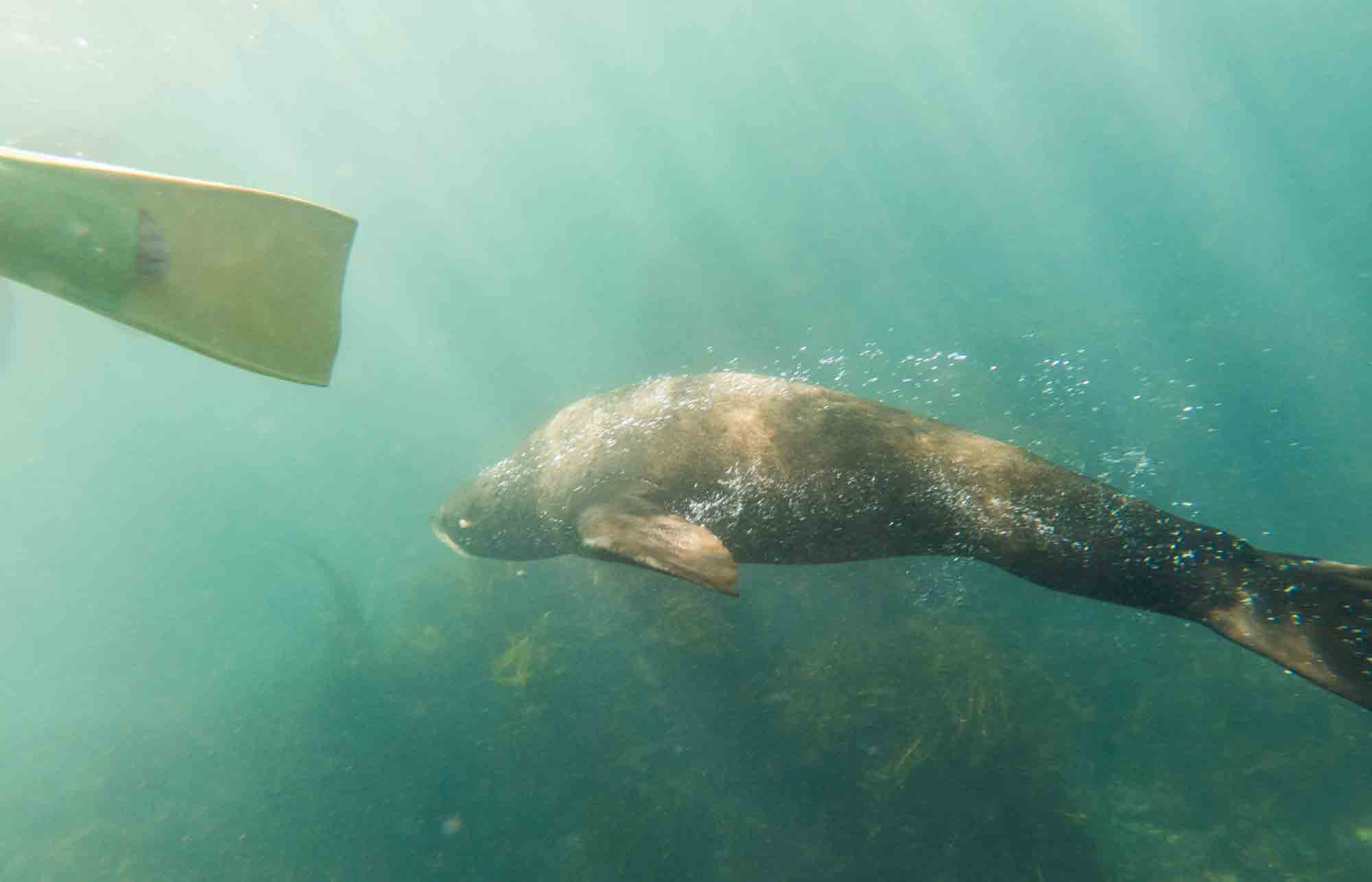 seal swim Kaikoura