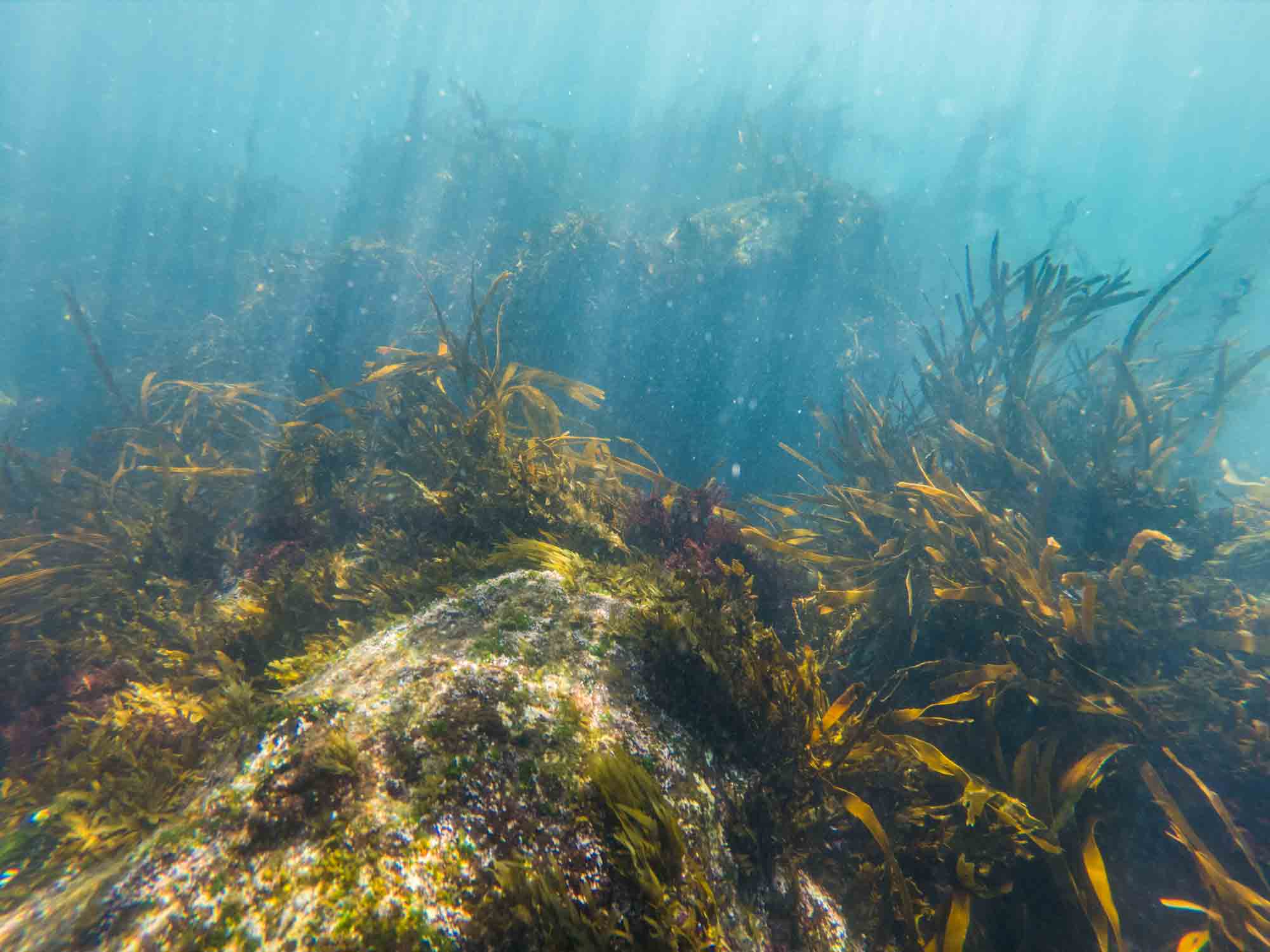 seal swim Kaikoura