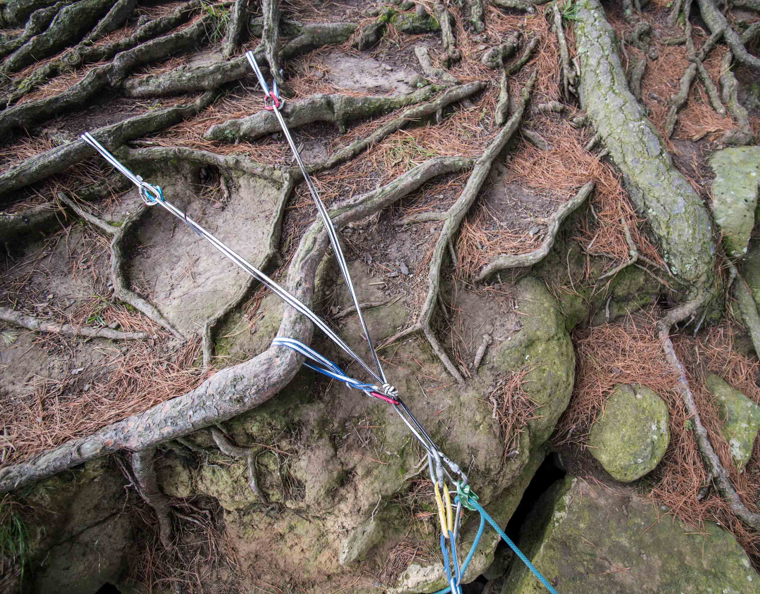 Tree root anchor