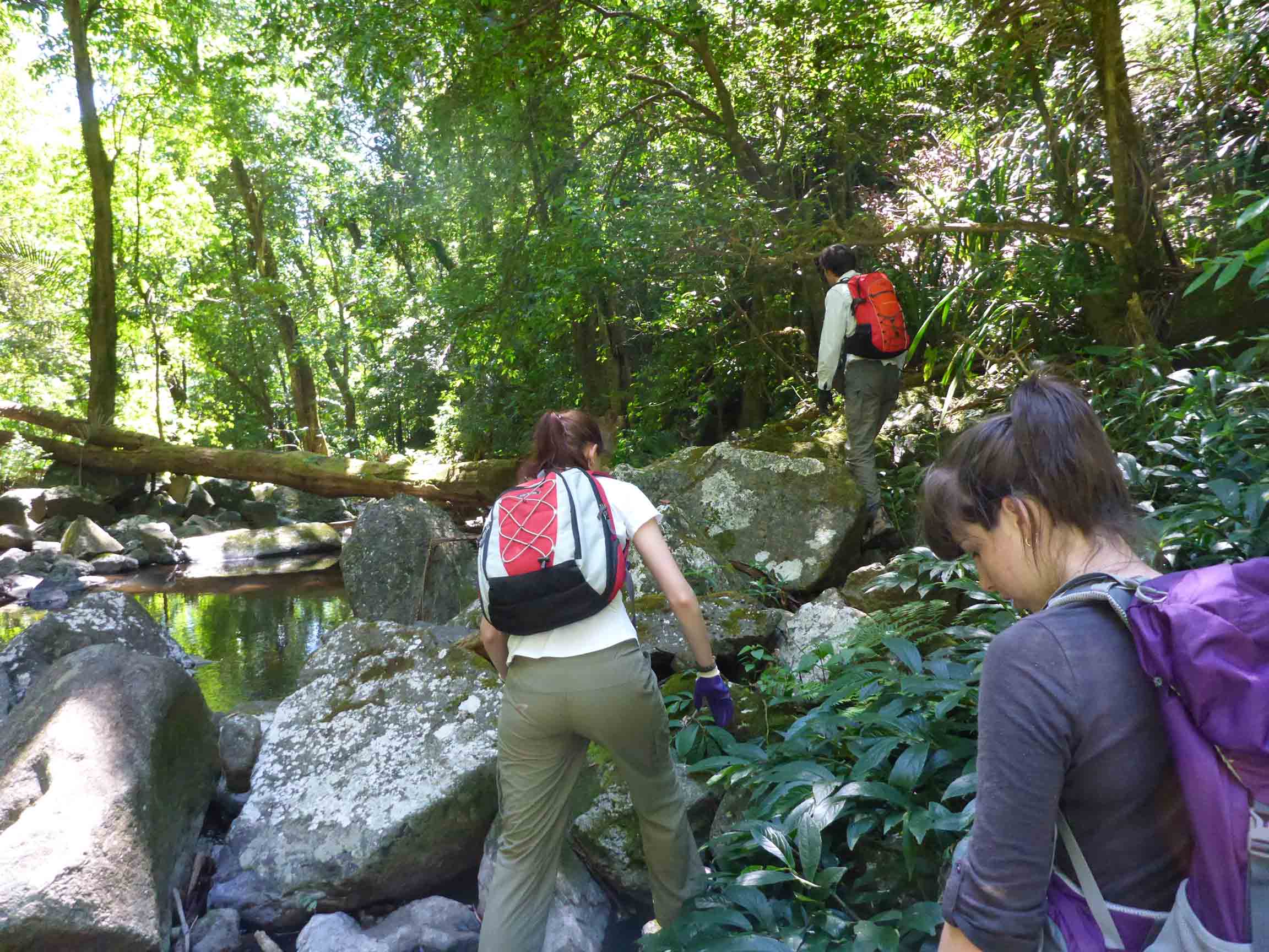 Lamington National Park